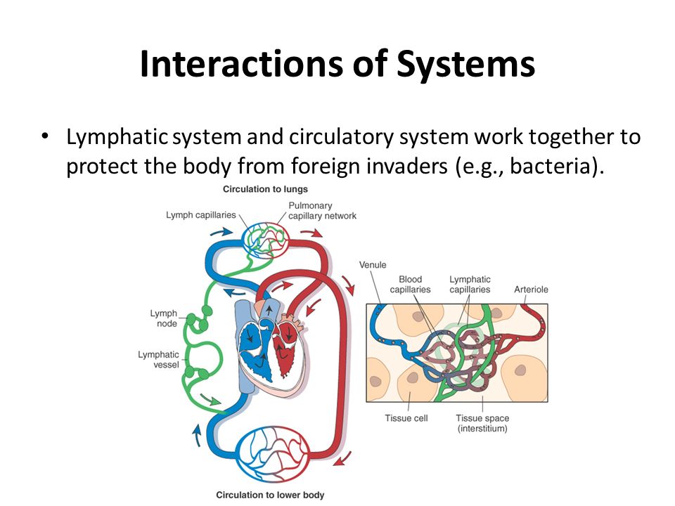 The digestive respiratory and cardiovascular system
